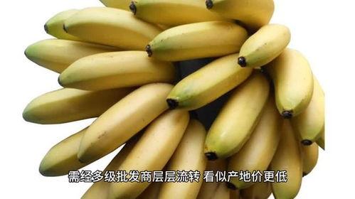 国产香蕉网,探索中国香蕉产业的魅力与未来